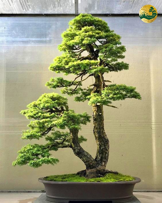 Hệ thống Vườn tùng Toàn JP - Dáng cây phụ tử và ý nghĩa trong nghệ thuật bonsai
