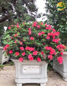 Hệ thống Vườn tùng Toàn JP - Hình ảnh và ý nghĩa của hoa đỗ quyên đỏ