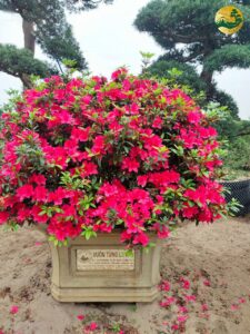 Hệ thống Vườn tùng Toàn JP - Hình ảnh và ý nghĩa của hoa đỗ quyên đỏ