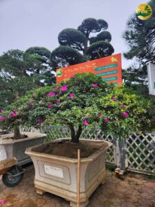 Hệ thống Vườn tùng Toàn JP - Hoa đỗ quyên bị héo lá - Nguyên nhân và cách chữa trị