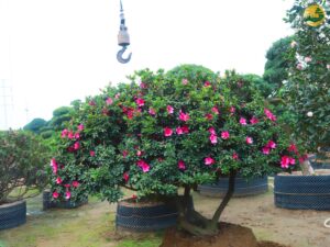 Hệ thống Vườn tùng Toàn JP - Hoa đỗ quyên bị héo lá - Nguyên nhân và cách chữa trị