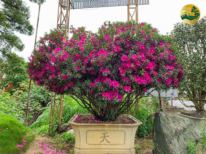 Hệ thống Vườn tùng Toàn JP - Hoa đỗ quyên có ra hoa quanh năm không? Yếu tố ảnh hưởng