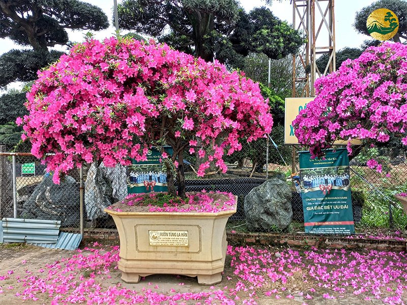 Hệ thống Vườn tùng Toàn JP - Hoa đỗ quyên có ra hoa quanh năm không? Yếu tố ảnh hưởng