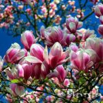 Hệ thống Vườn tùng Toàn JP - Hoa mộc lan nở vào mùa nào? Cách để cây nhanh ra hoa