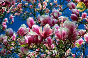 Hệ thống Vườn tùng Toàn JP - Hoa mộc lan nở vào mùa nào? Cách để cây nhanh ra hoa
