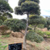 Hệ thống Vườn tùng Toàn JP - Tùng la hán 24025