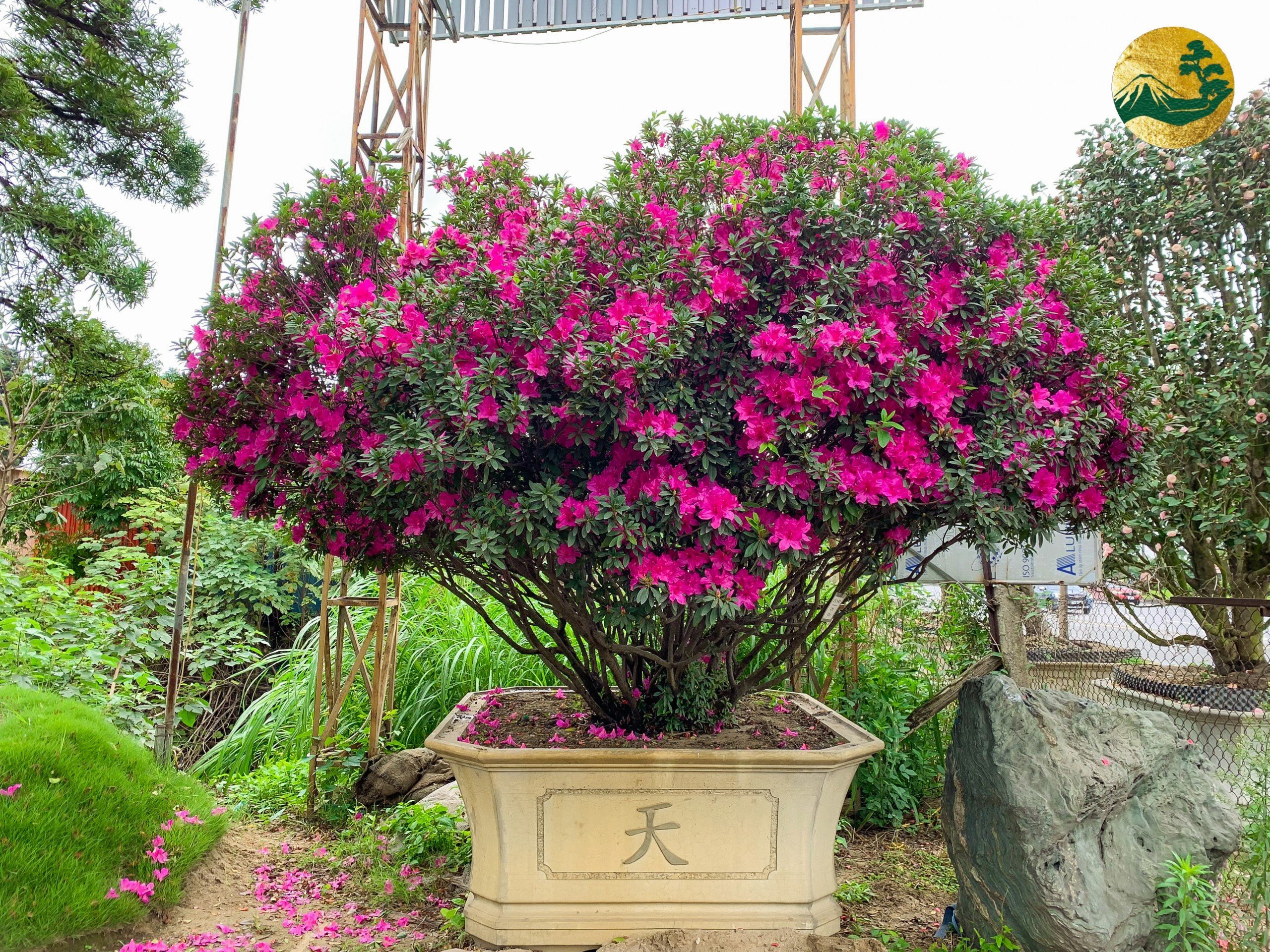 Hệ thống Vườn tùng Toàn JP - Ý nghĩa của hoa đỗ quyên tím và hồng trong văn hóa và tâm linh