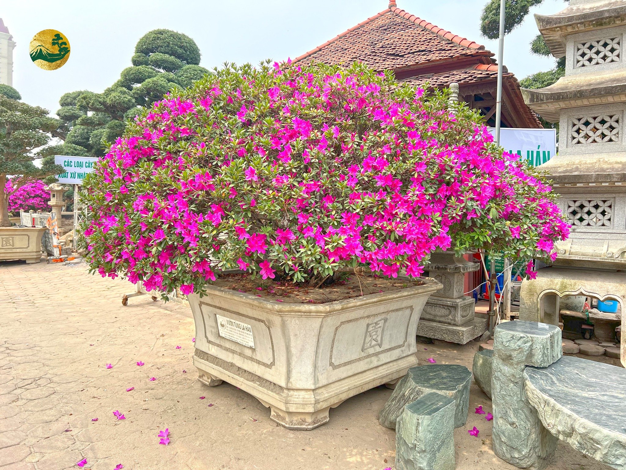 Hệ thống Vườn tùng Toàn JP - Ý nghĩa của hoa đỗ quyên tím và hồng trong văn hóa và tâm linh
