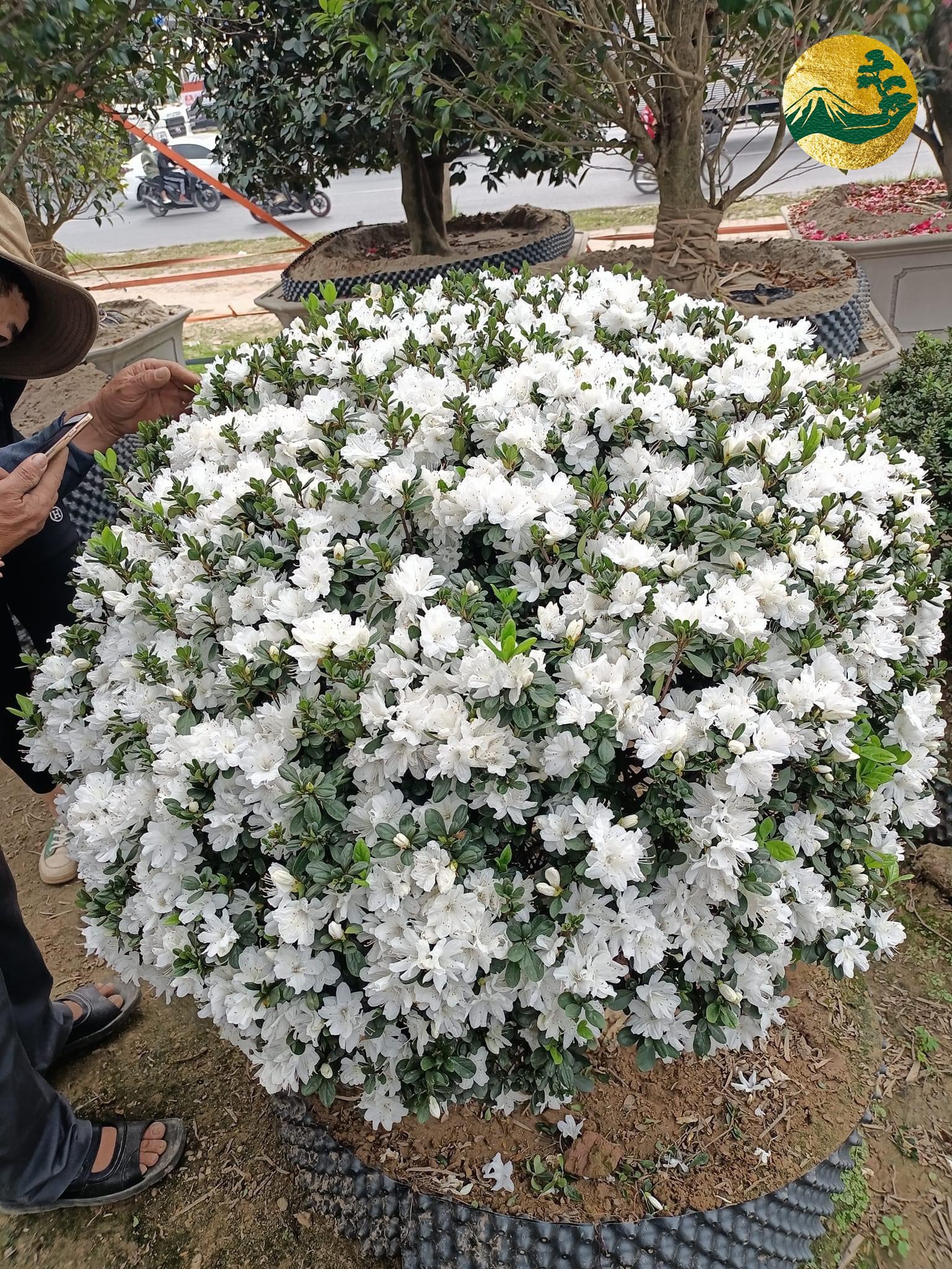 Hệ thống Vườn tùng Toàn JP - Ý nghĩa hoa đỗ quyên trắng