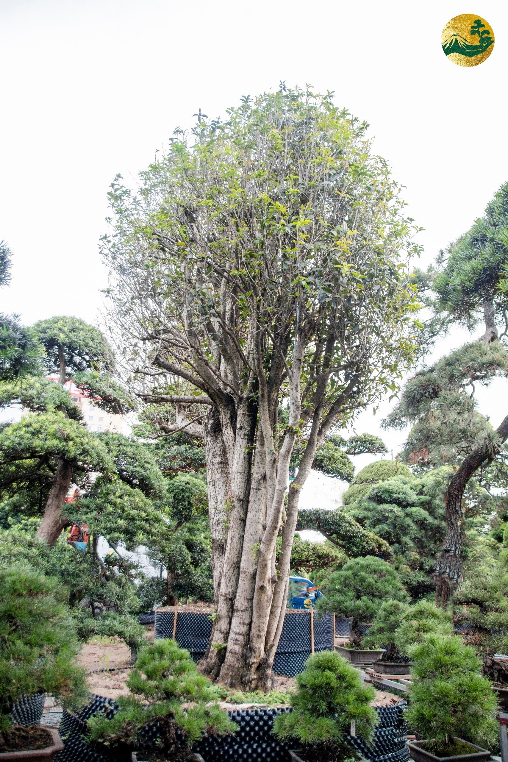 Hệ thống Vườn tùng Toàn JP - Cách chăm sóc cây mộc hương ra hoa