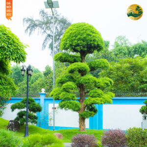 Đặc trưng của sân vườn Nhật Bản và các yếu tố cần có