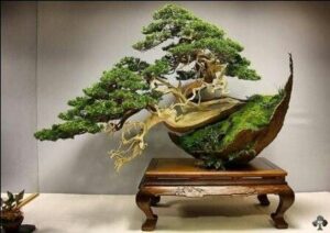 Han-kengai bonsai