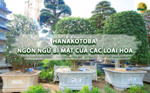 Hanakotoba - Ngôn ngữ bí mật của các loài hoa