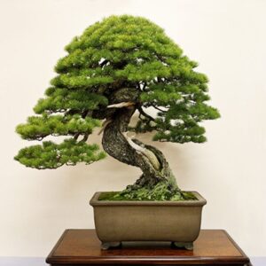 Lịch sử và nguồn gốc của nghệ thuật bonsai Nhật Bản