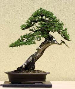 Lịch sử và nguồn gốc của nghệ thuật bonsai Nhật Bản