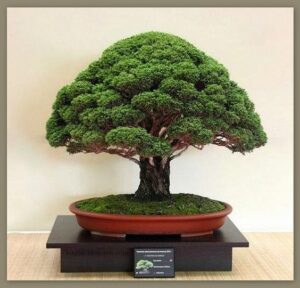 Lịch sử và nguồn gốc của nghệ thuật bonsai Nhật Bản