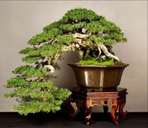 Lịch sử và nguồn gốc của nghệ thuật bonsai Nhật Bản