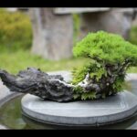 Đặc điểm của dáng Ishizuke trong nghệ thuật bonsai Nhật Bản