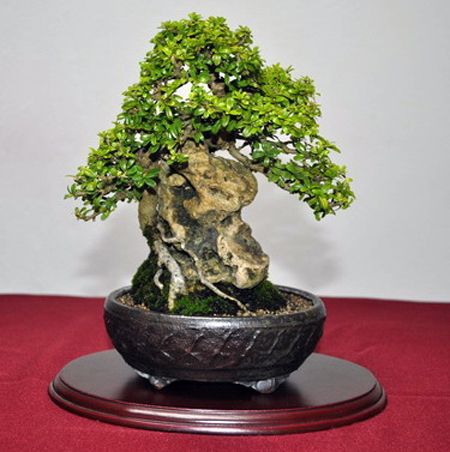 Đặc điểm của dáng Sekijoju trong nghệ thuật bonsai Nhật Bản