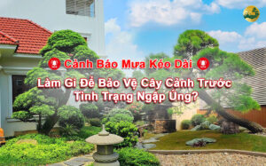 Làm gì để bảo vệ cây cảnh trước tình trạng bị ngập úng