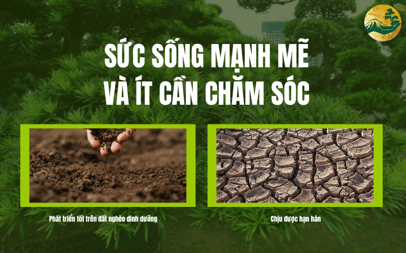 Sức sống mạnh mẽ và ít cần chắm sóc của tùng la hán và thông đen