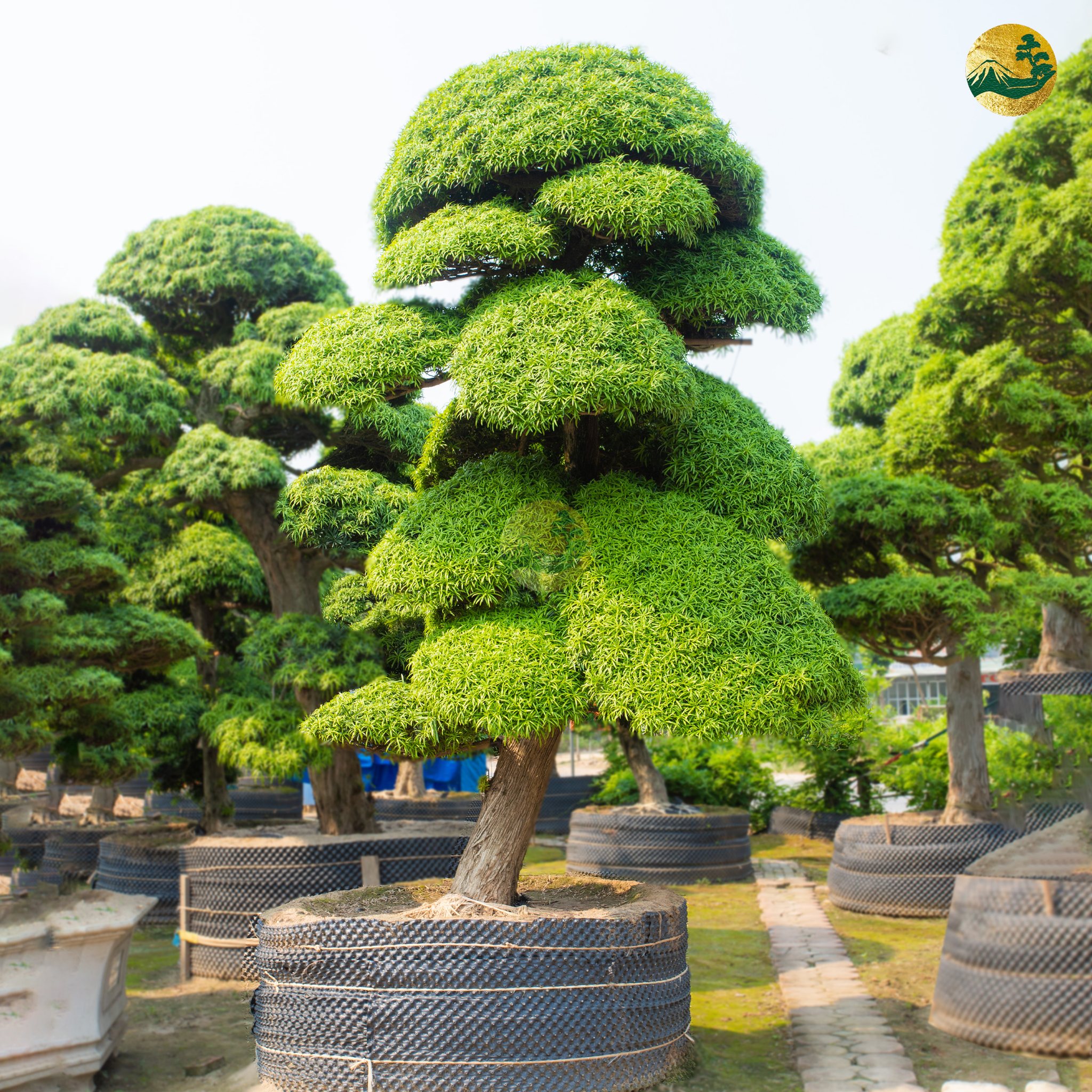 Tìm hiểu về ý nghĩa của Tùng La Hán trong phong thủy