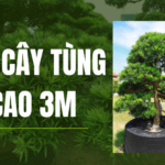 Cập nhập giá cây tùng la hán 3m