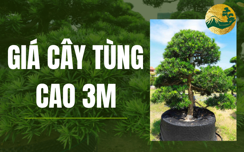 Cập nhập giá cây tùng la hán 3m
